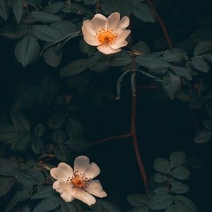 Meet your Posher, Annannie